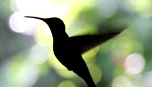 Google Hummingbird has meant that content marketing is now more important than ever.